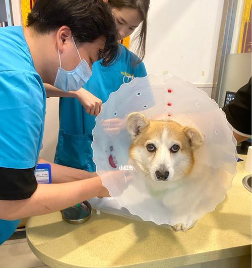 狗隐睾症的判断方法（如何确认宠物狗是否患有隐睾症）