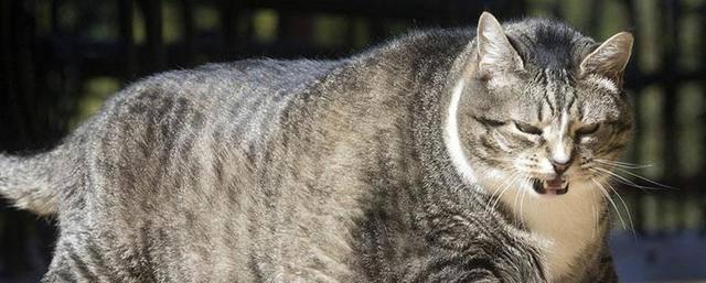 如何判断宠物猫的胖瘦（以小猫为例）
