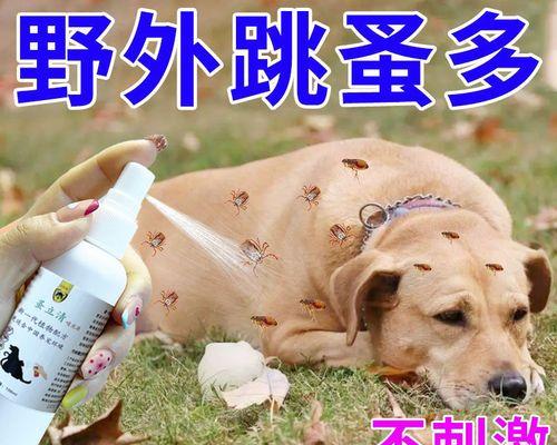 如何识别猫长虱子（以宠物为主）