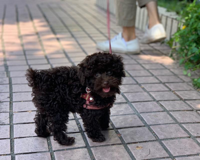 如何让贵宾犬安心入睡（掌握这些方法）