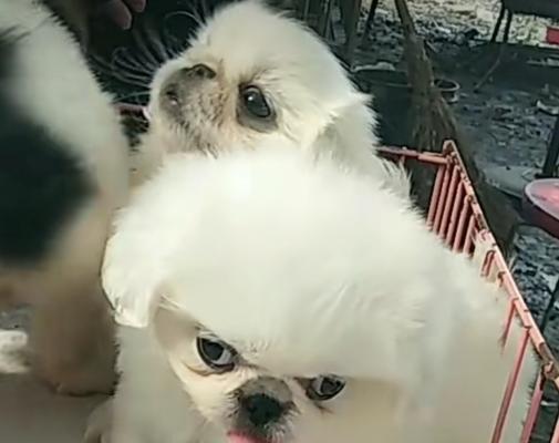 培养京巴狗听话的技巧（让你的宠物成为最优秀的伙伴）
