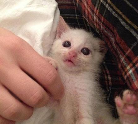 如何做好宠物猫的安乐死（宠物猫安乐死的必要性及操作步骤）
