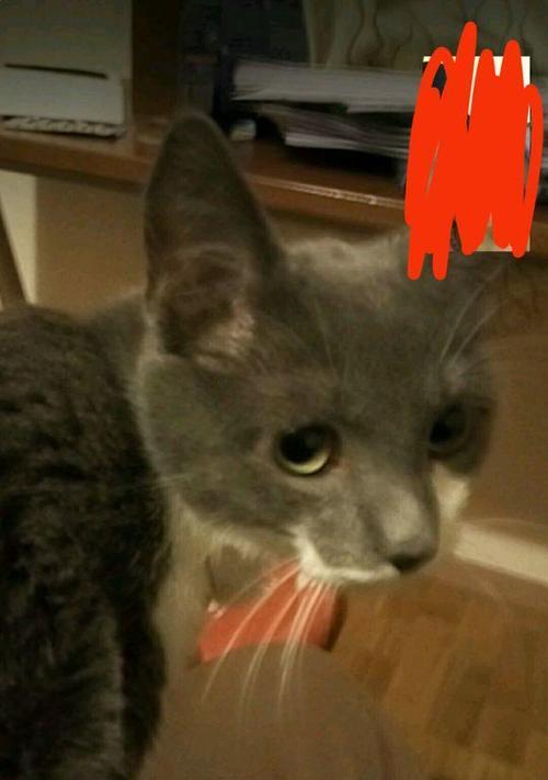 如何做好宠物猫的安乐死（宠物猫安乐死的必要性及操作步骤）