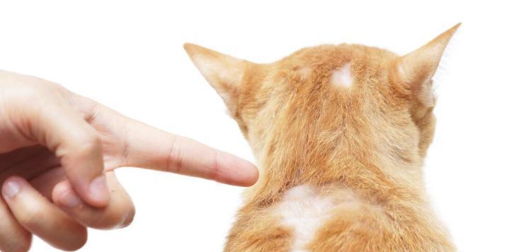 让你的爱猫不再掉毛（宠物护理专家教你如何控制猫咪掉毛问题）