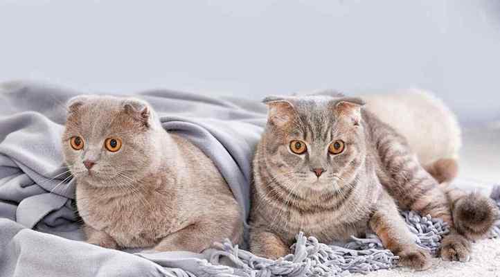 让你的爱猫不再掉毛（宠物护理专家教你如何控制猫咪掉毛问题）