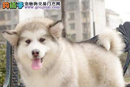 如何挑选适合的阿拉斯加雪橇犬幼犬（以宠物为主）