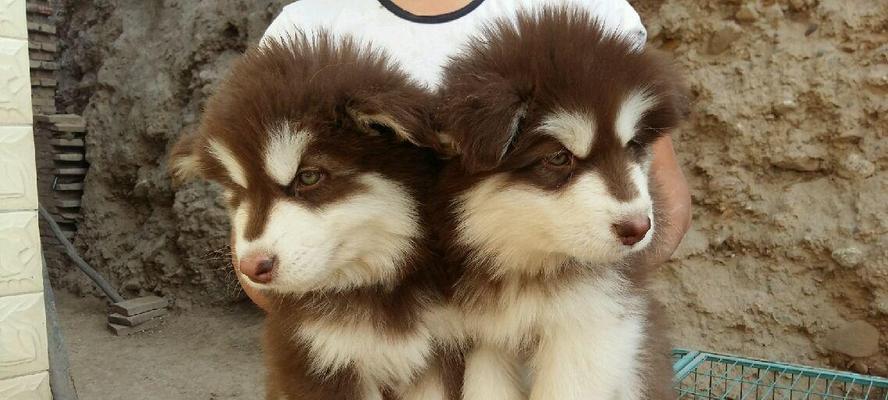 如何挑选适合的阿拉斯加雪橇犬幼犬（以宠物为主）