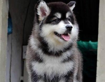 如何挑选适合的阿拉斯加雪橇犬幼犬（以宠物为主）