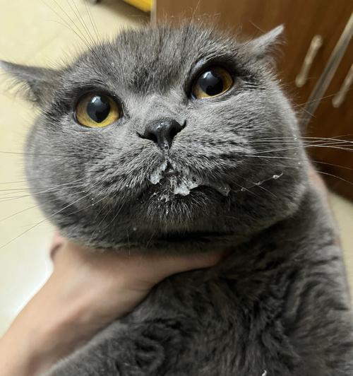 如何正确给猫咪喂药不吐（宠物的健康需要正确的喂药方法）