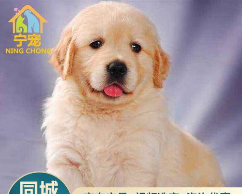 训练金毛狗技能的秘诀（掌握这些技巧）