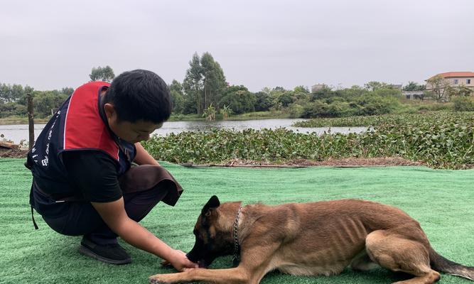 如何训练宠物狗狗捕猎（从基础训练到实践应用）