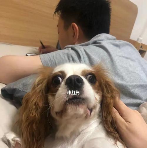 如何训练狗狗不叫（一步一步教你轻松实现）