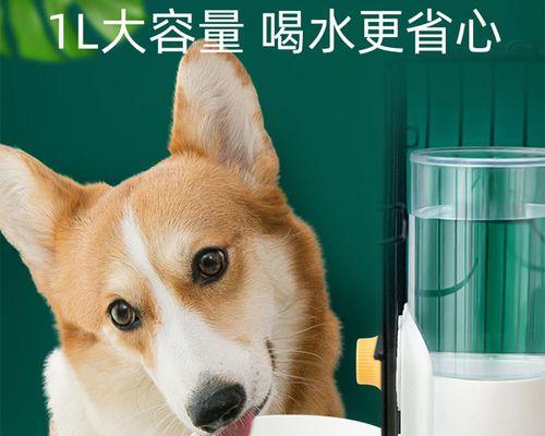 如何训练宠物狗狗喝水（狗狗喝水的好处和正确的喝水方式）