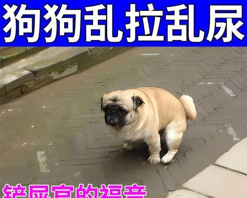 训练宠物狗狗拉屎的技巧（建立规律排便习惯）