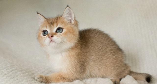 如何正确地养护一个月大的猫咪（从喂食到玩耍）