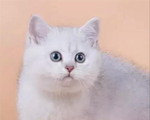 如何养护英国短毛猫（宠物爱好者必看）