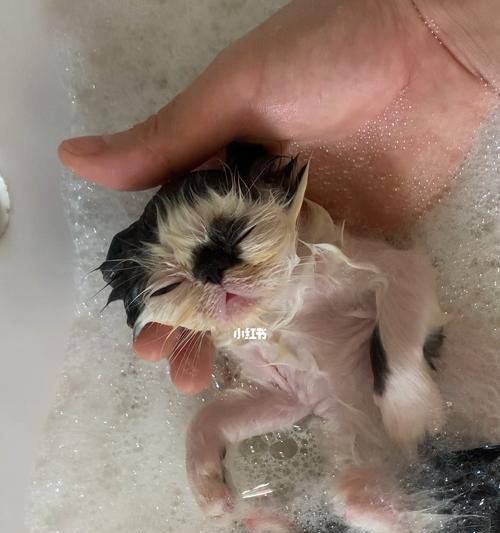 如何给宠物猫洗澡（科学方法让小猫免受伤害）
