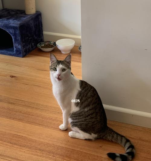 科学打猫指南（教你怎样正确地对待宠物猫）