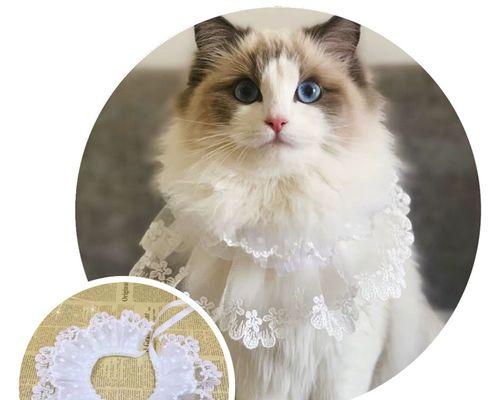如何让宠物猫咪健康增重（营养均衡饮食和适量运动是关键）