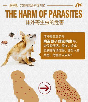 宠物蜱虫预防全攻略（有效防止狗长蜱虫的方法）