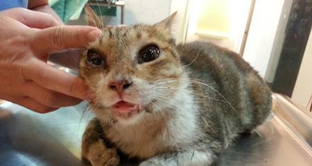 如何识别猫气管炎（宠物护理必备技能）