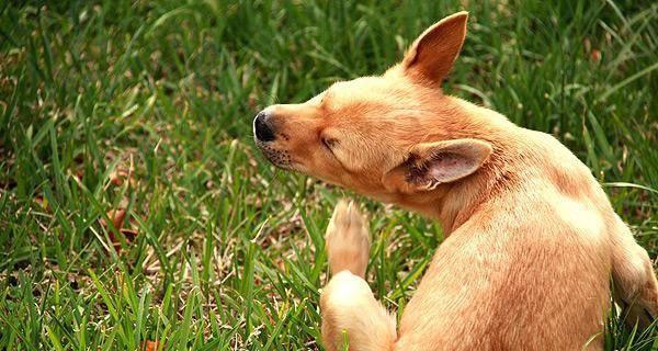 如何正确地指导幼犬拉屎？