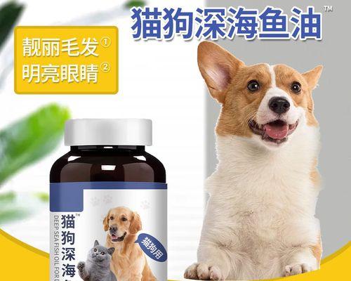 如何协助你的宠物猫顺利生产（全面指南及注意事项）