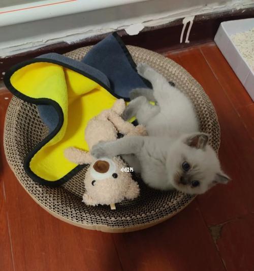 如何帮助小猫排泄（宠物照顾必备技巧）