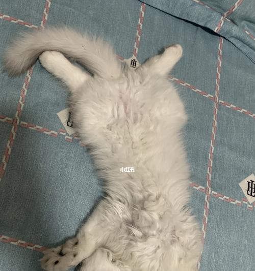 如何有效解决猫咪尿床问题（从宠物日常护理、环境清洁到行为训练）
