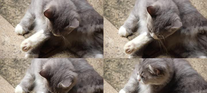如何教育宠物猫正确舔屁股（小猫的屁股清洁怎样教育）