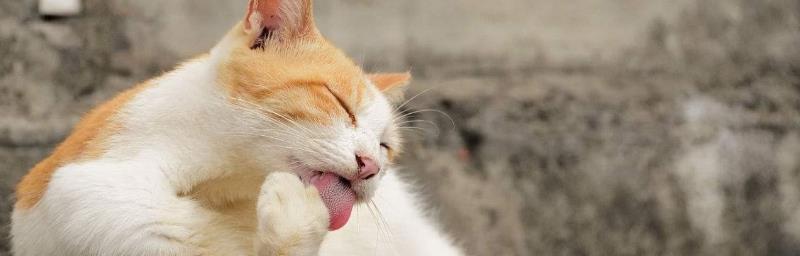 如何教育宠物猫正确舔屁股（小猫的屁股清洁怎样教育）