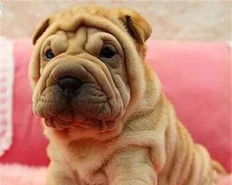 让你的爱犬健康增重——从营养到锻炼全方位指南（如何让宠物狗长胖点）