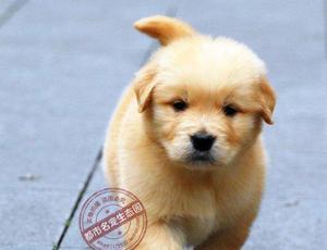 让你的爱犬健康增重——从营养到锻炼全方位指南（如何让宠物狗长胖点）