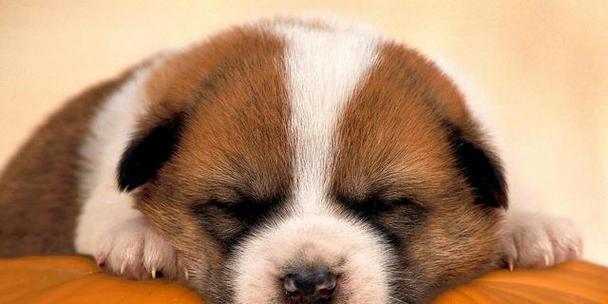 让你的爱犬健康增重——从营养到锻炼全方位指南（如何让宠物狗长胖点）