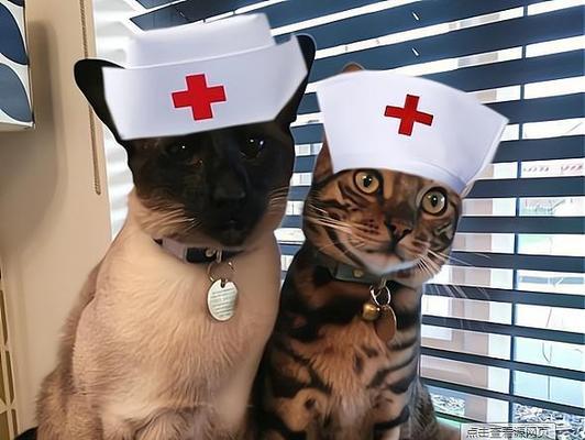 如何让宠物猫咪安心离去（让最后一刻的猫咪感受到无尽的爱与尊重）