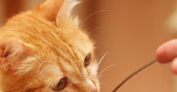 让你的宠物猫咪拥有良好食欲（如何从饮食、环境、健康等方面提高猫咪的食欲）