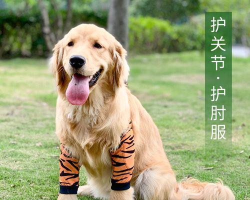 小狗腿瘸了，怎么办（以宠物为主）