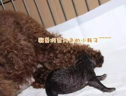 小狗断尾后的叫声情况及应对方法（细节决定宠物健康）