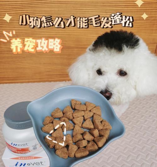 小狗能否食用芒果干（探究宠物犬是否适合食用芒果干）