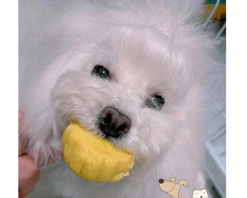 小狗能吃月饼吗（了解月饼对狗狗的影响及如何正确喂养）