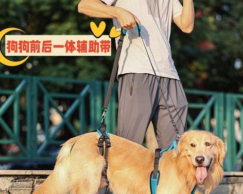 小狗前腿挫伤应怎么处理（宠物爱护指南）