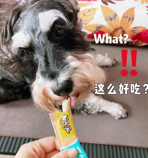 小狗不能吃的零食（保护宠物健康）