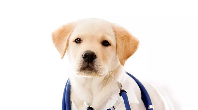 小狗吐黄沫怎么办（宠物犬出现吐黄沫现象）