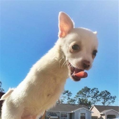 小狗腿抽筋，如何识别和应对（宠物护理必知）