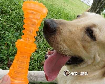 小狗的磨牙现象（探究小狗磨牙的原因与解决方法）