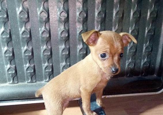 如何科学养护小鹿犬（小鹿犬养护须知）