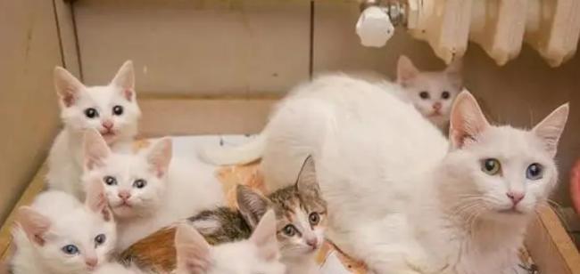 如何给小猫科学喂养（从宠物店买回小猫开始）