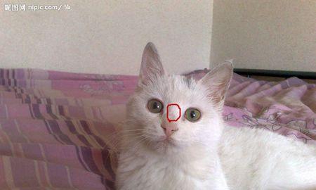 宠物小猫鼻子破了怎么办（急救措施和防范措施）