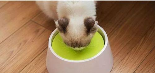 如何让宠物猫摆脱不吃东西喝水的困扰（以小猫为例）