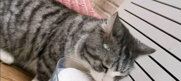 宠物小猫不吃饭怎么办（15个方法治疗小猫不吃饭问题）